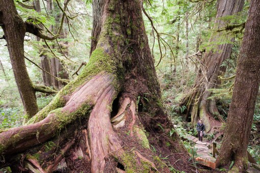 Giant cedars along the Meares Island 'Big Tree Trail'