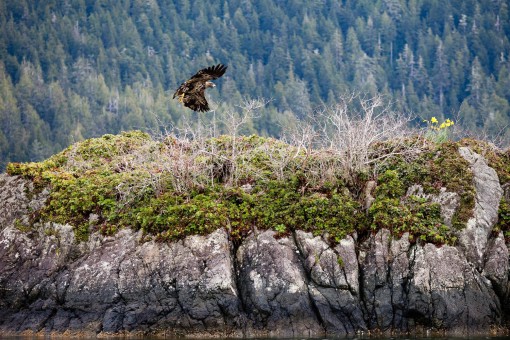 Bald eagle