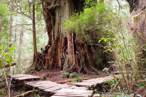 The Hanging Garden Tree