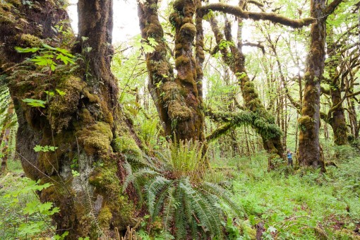 Mossy Maple Grove