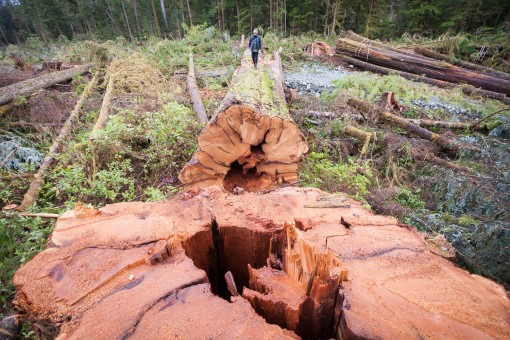 Klanawa Valley - TFL 44 - Western Forest Products