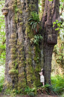The San Juan Spruce, Pacheedaht territory.