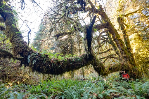 TJ with the massive bigleaf maple nicknamed the Woolly Giant in Mossome Grove near Port Renfrew on Vancouver Island. 