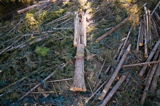 Haddon Creek - Vancouver Island. TFL 46 - Teal-Jones