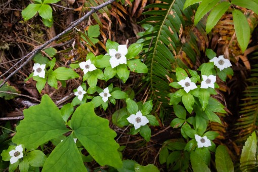Bunchberry