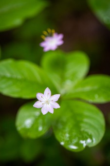 Starflowers