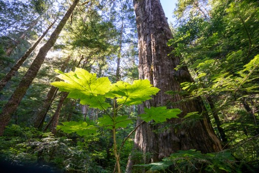 Devil's club and yellow cedar.