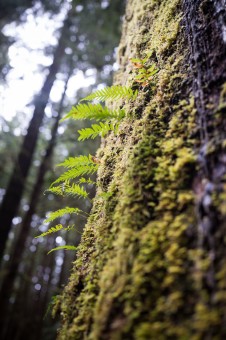 Licorice ferns.