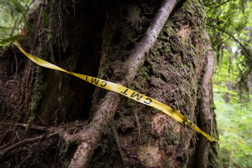 Culturally modified trees, or CMT's, were seen throughout the forest where cedar trees had been previously harvested by First Nations long ago.