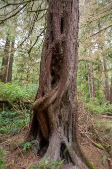 A twisted hemlock.