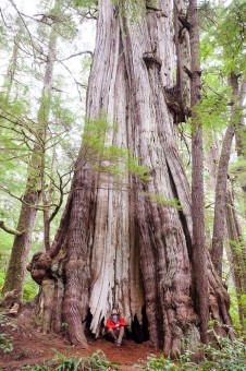 The Cheewhat Cedar, first identified in 1988, is not only Canada's largest tree but the world’s largest known redcedar. There are legends of even larger cedars but in the Cheewhat’s 34 years of holding the title as Champion Tree, none have yet emerged from the shadows to take the crown. Location: Cheewhat Lake, Ditidaht Territory. Height 182 ft (55.5 m), diameter 19 ft (5.84 m).