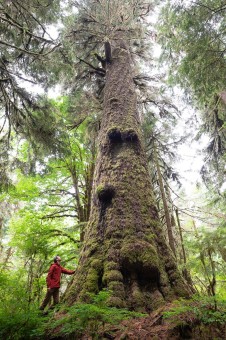 Maxine’s Tree, first identified in 1990, is a mighty Sitka spruce and former Champion Tree. It’s considered to be one of the most perfect specimens of Sitka spruce to be found anywhere in the world. For a time, it was considered Canada’s largest Sitka spruce until it was dethroned by an even larger one growing on northern Vancouver Island. Location: Walbran Valley, Pacheedaht Territory. Height 265 ft (80.8 m), diameter 13.7 ft (4.18 m).