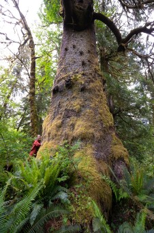 The Klanawa Colossus, identified in 2020, is a monstrous Sitka spruce that grows deep in the lush rainforest of the Klanawa Valley. Location: Klanawa River, Huu-ay-aht territory. Height unknown, diameter 11.9 ft (3.62 m).