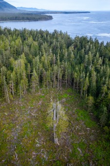 A single big tree left behind