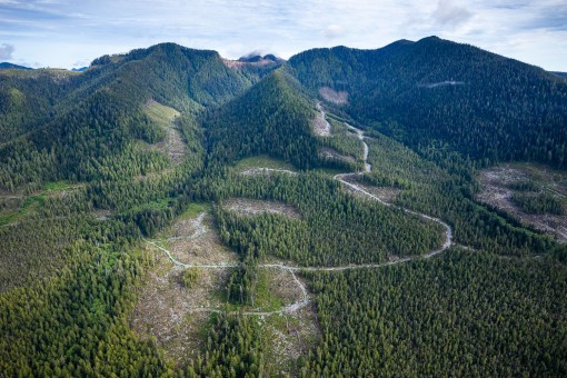 Old-growth logging, Nuchatlaht territory.