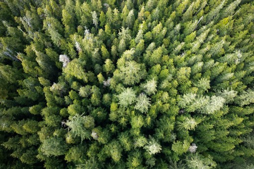 Old-growth from above.