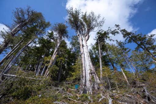 Giant cedars