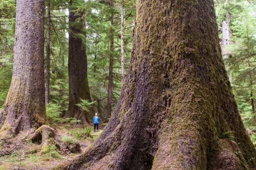 Golden Spruce Trail, Yaaguun Gandlaay Heritage Site/Conservancy.