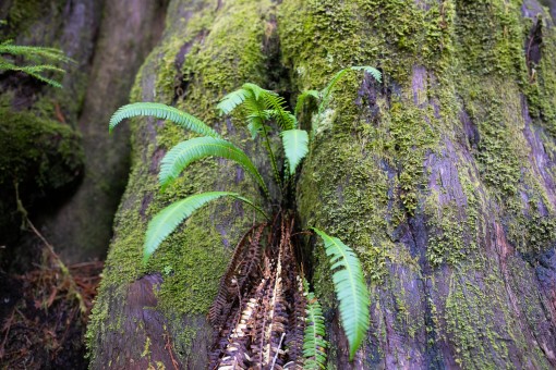 Deer fern in Pacheedaht Territory, near Port Renfrew. Photograph by Melissa Renwick