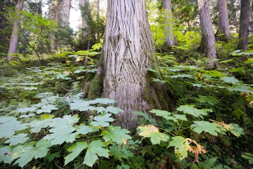 Devil's club in the inland BC rainforest