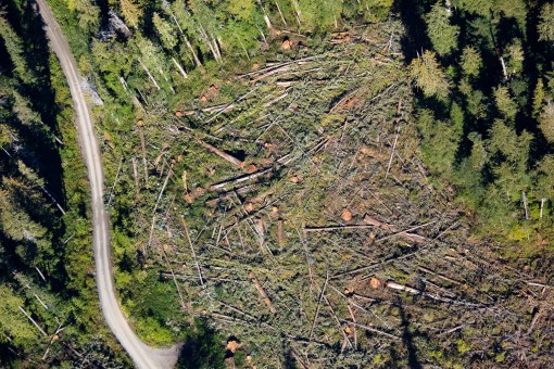 A sea of stumps