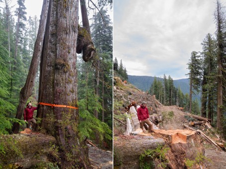 Ancient Forest Alliance campaigner & photographer TJ Watt stands beside an ancient western redcedar approximately 9 feet (3 meters) wide before and after it was cut down by BC Timber Sales in the Nahmint Valley near Port Alberni in Hupačasath, Tseshaht, and Yuułuʔiłʔatḥ First Nations territory.