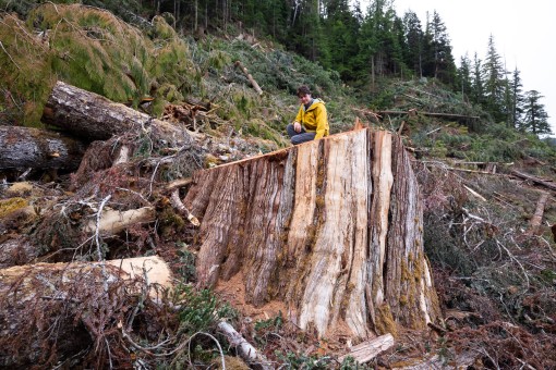 A sea of stumps