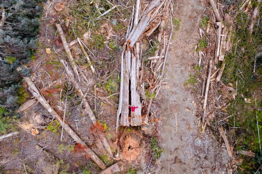 (TJ Watt/Ancient Forest Alliance)