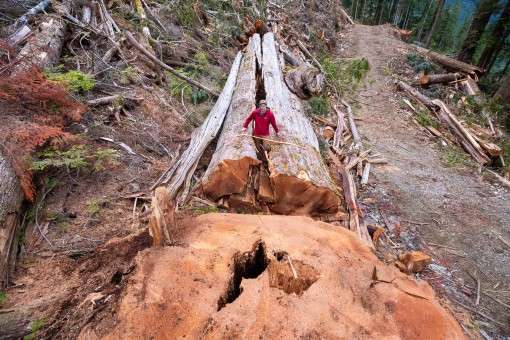 (TJ Watt/Ancient Forest Alliance)