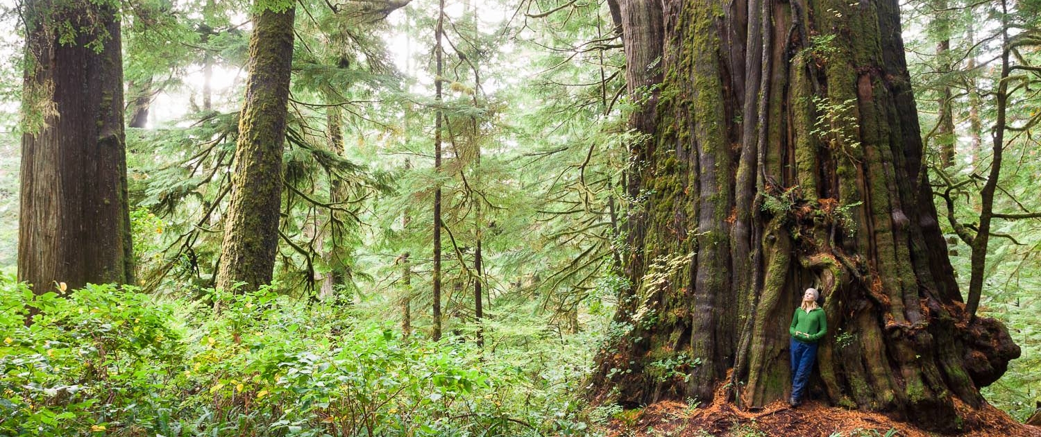 The Cheewhat Giant, Canada's largest tree