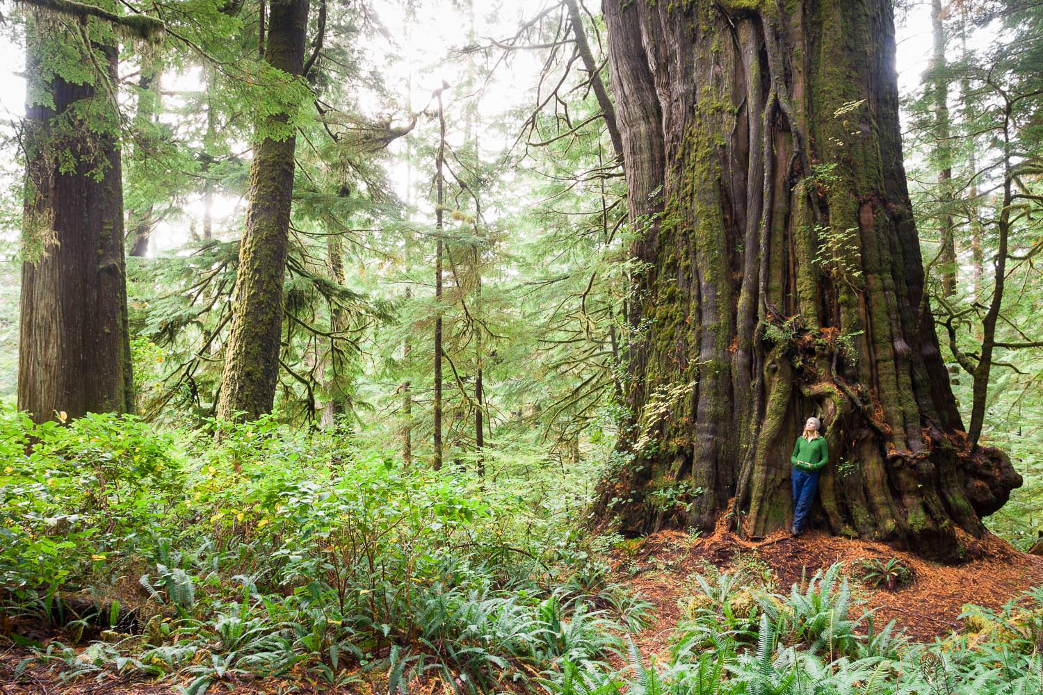 The Cheewhat Giant, Canada's largest tree