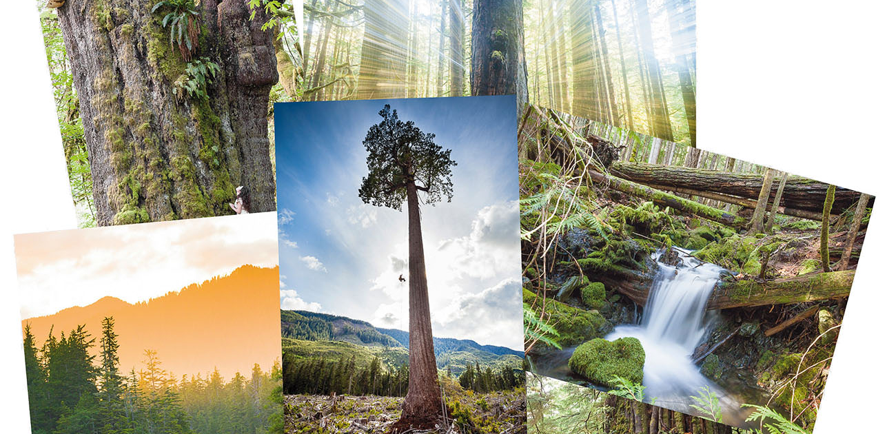 Six of the many images that are depicted on AFA's greeting cards, including Big Lonely Doug, an old-growth sunset, waterfall, the San Juan Spruce, Cheewhat Giant, and Avatar Grove