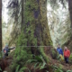 From left: Ancient Forest Alliance volunteer Nathaniel Glickman