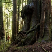 Avatar Grove