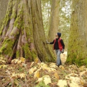 Some of the trees in the Ancient Forest are 1