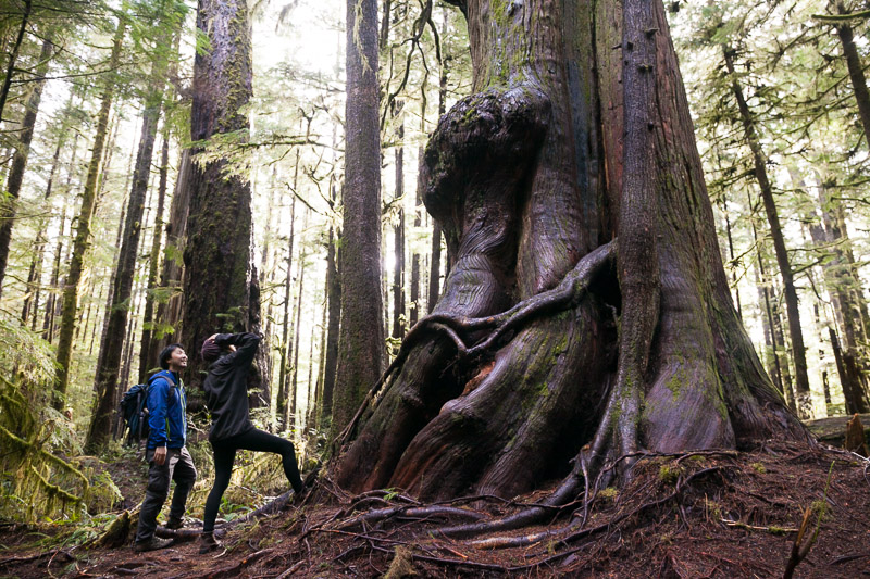 Giant trees in the Lower Avatar Grove