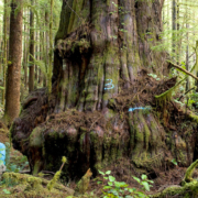 Ancient Forest Alliance co-founder Ken Wu beside one of the Avatar Grove's biggest redcedars marked with the original logging survey paint.