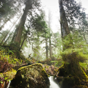 Avatar Grove on the Pacific Marine Circle Route is home to ancient fir