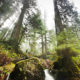 Avatar Grove on the Pacific Marine Circle Route is home to ancient fir