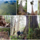 Port Renfrew is home to some of the finest ancient forests and largest trees in Canada