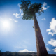 A climber makes his way up the towering trunk of Big Lonely Doug