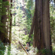Ancient Forest Alliance's Jackie Korn stands amongst incredible old-growth redcedar trees in proposed cutblock 4412 in the Central Walbran Ancient Forest.