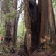 One of several monumental western redcedars located in Jurassic Grove.