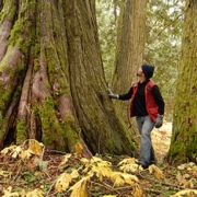Some of the red cedars here are estimated to be over 1000 years old.