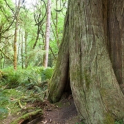 A hollowed out western redcedar stands amongst a sea of green ferns, salal, and other foliage in Goldstream Provincial Park.