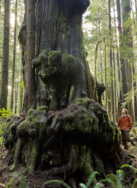 Photographer TJ Watt is dwarfed by one of the huge alien shaped Red Cedar's in the threatened Avatar Grove near Port Renfrew