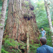 AFA executive director Ken Wu stands beside the Alberni Giant