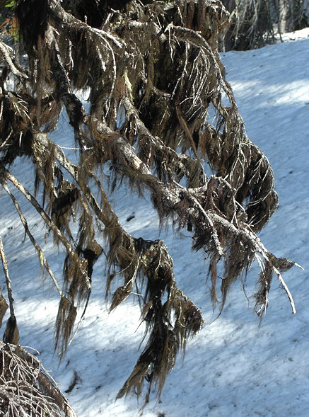 Naming rights for this new species of Bryoria or “Horsehair Lichen”