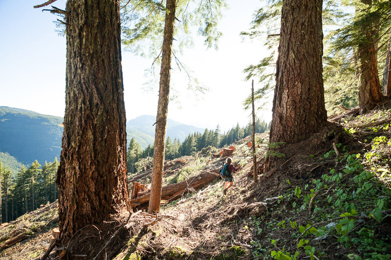 Recent old-growth logging by Island Timberlands on McLaughlin Ridge near Port Alberni.