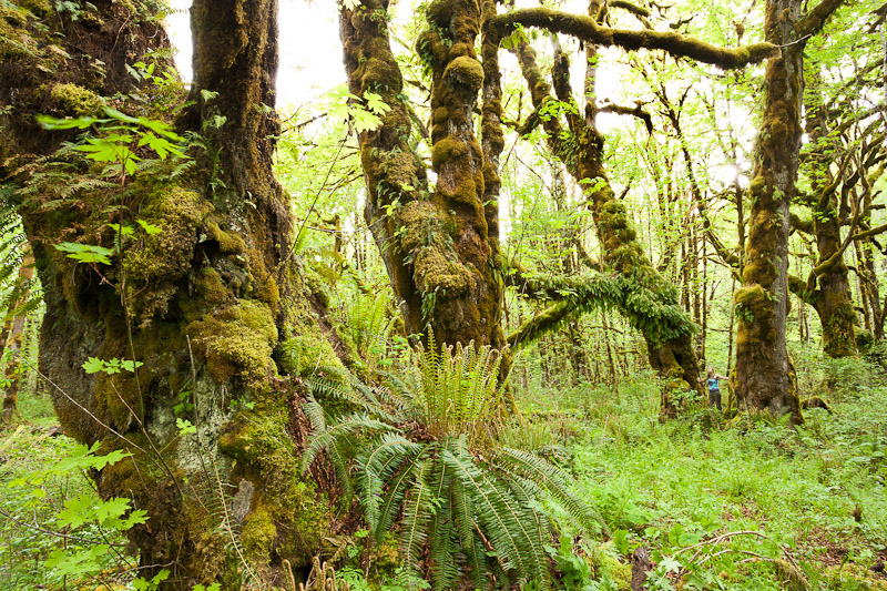 Ancient Forest Alliance campaigner Hannah Carpendale stands amongst the giant old-growth Bigleaf maples in the un-protected Mossy Maple Grove.